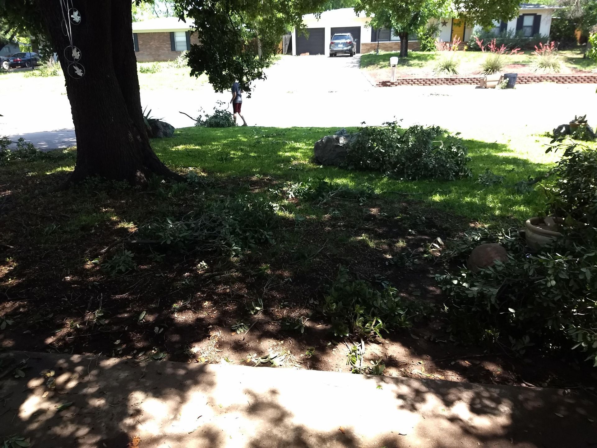 A tree is sitting in the middle of a yard next to a house.