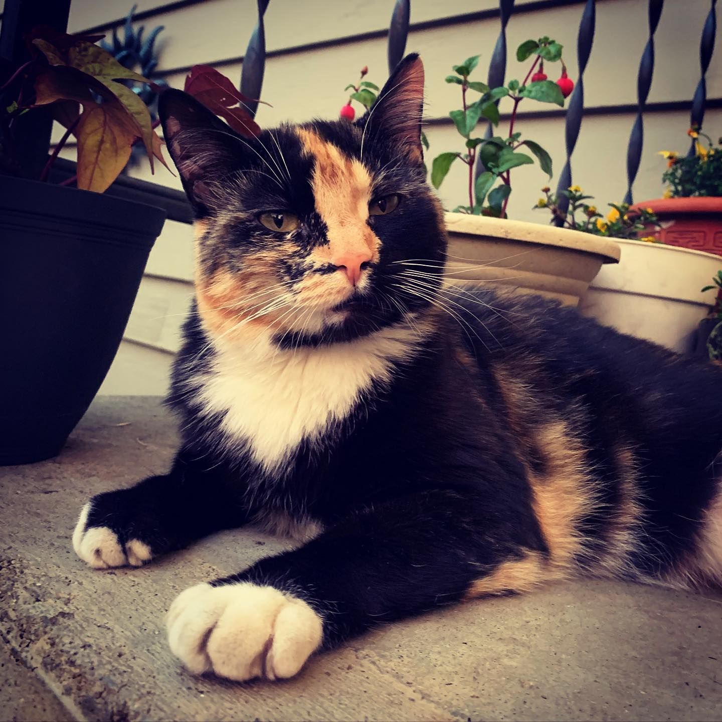 Calico cat resting on a concrete ledge, with a butterfly on its nose, surrounded by potted plants.