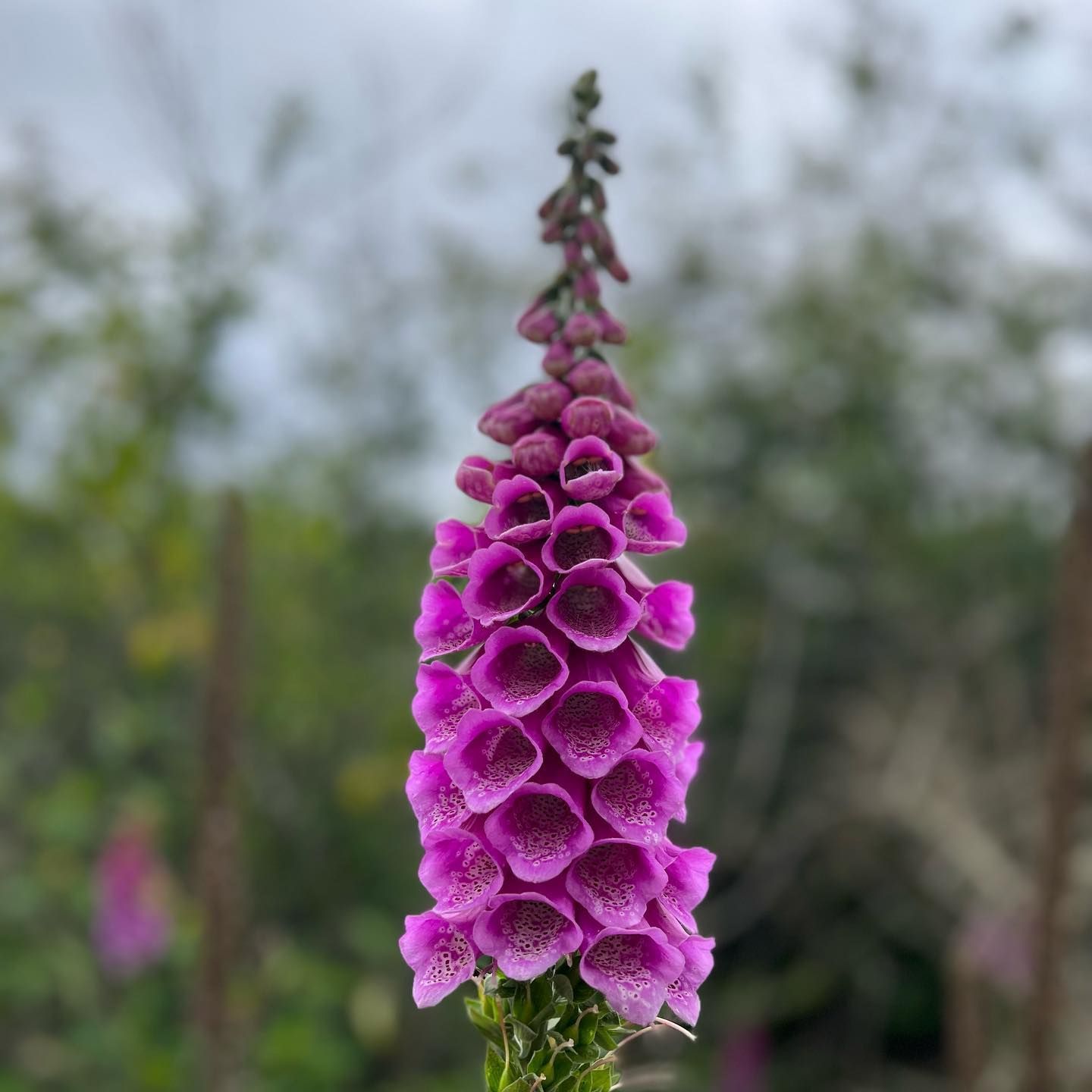 Purple foxglove flower stalk with speckled bells, blurry green background.