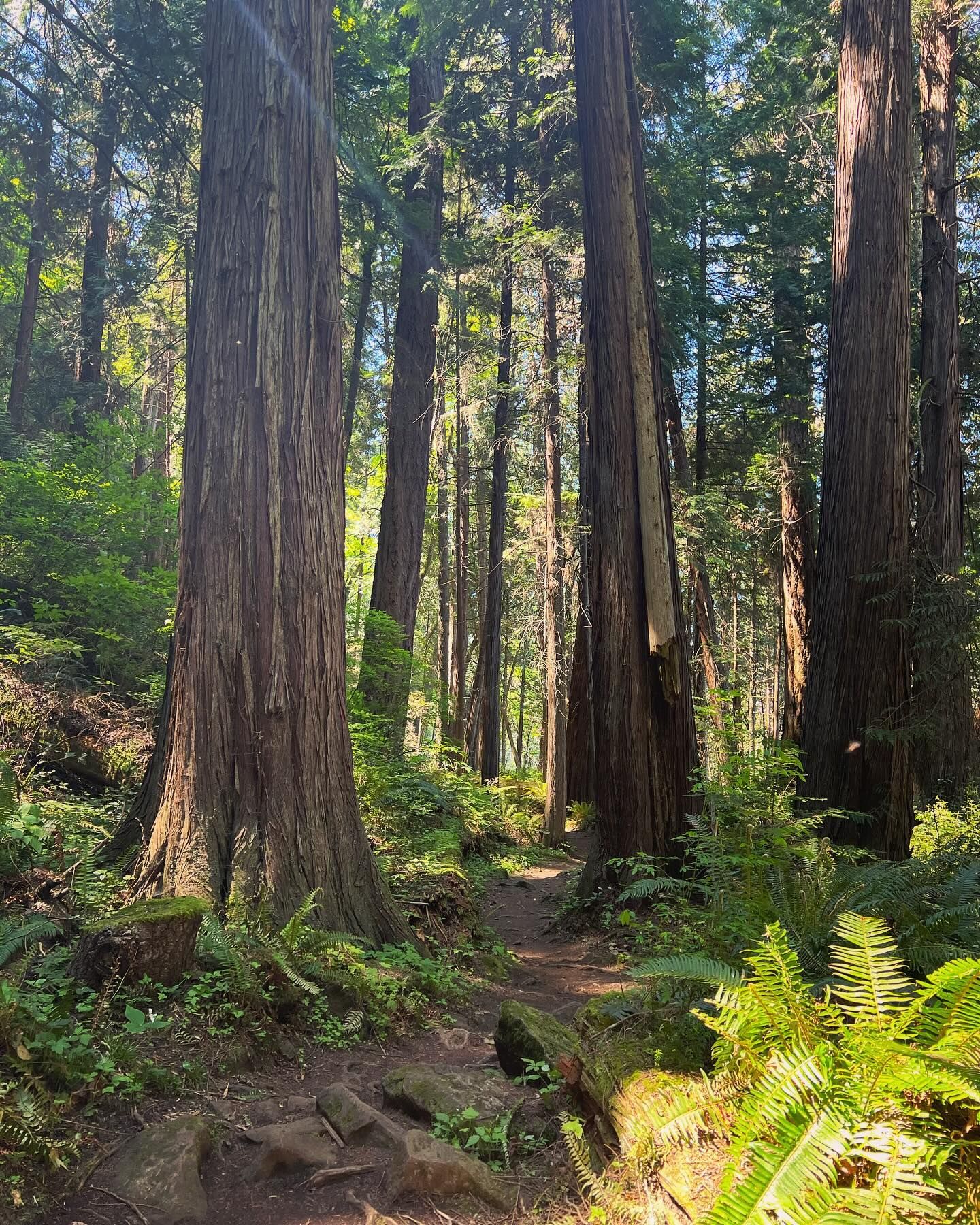 A path winds through a redwood forest. Sunlight filters through tall trees and lush green foliage.