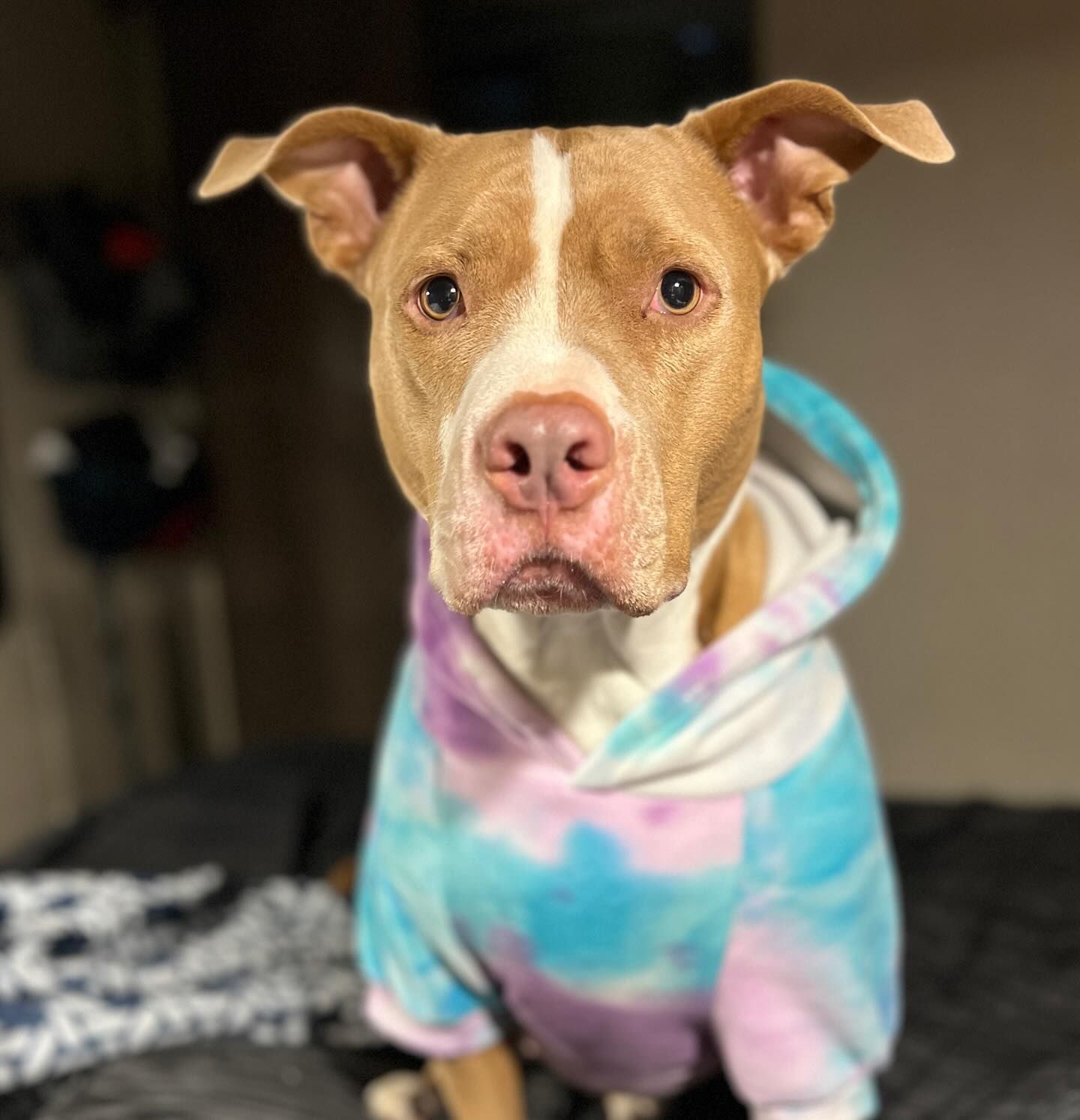 Tan and white dog wearing a tie-dye hoodie, looking at the camera.