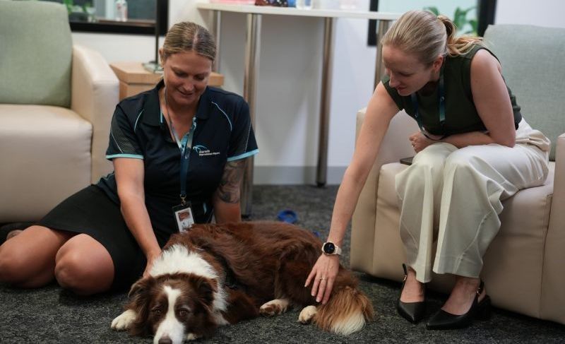 Two women petting a brown and white dog on a carpeted floor in an office.