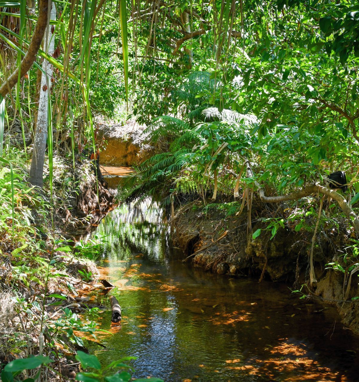 A creek flowing surrounded by greenery. 