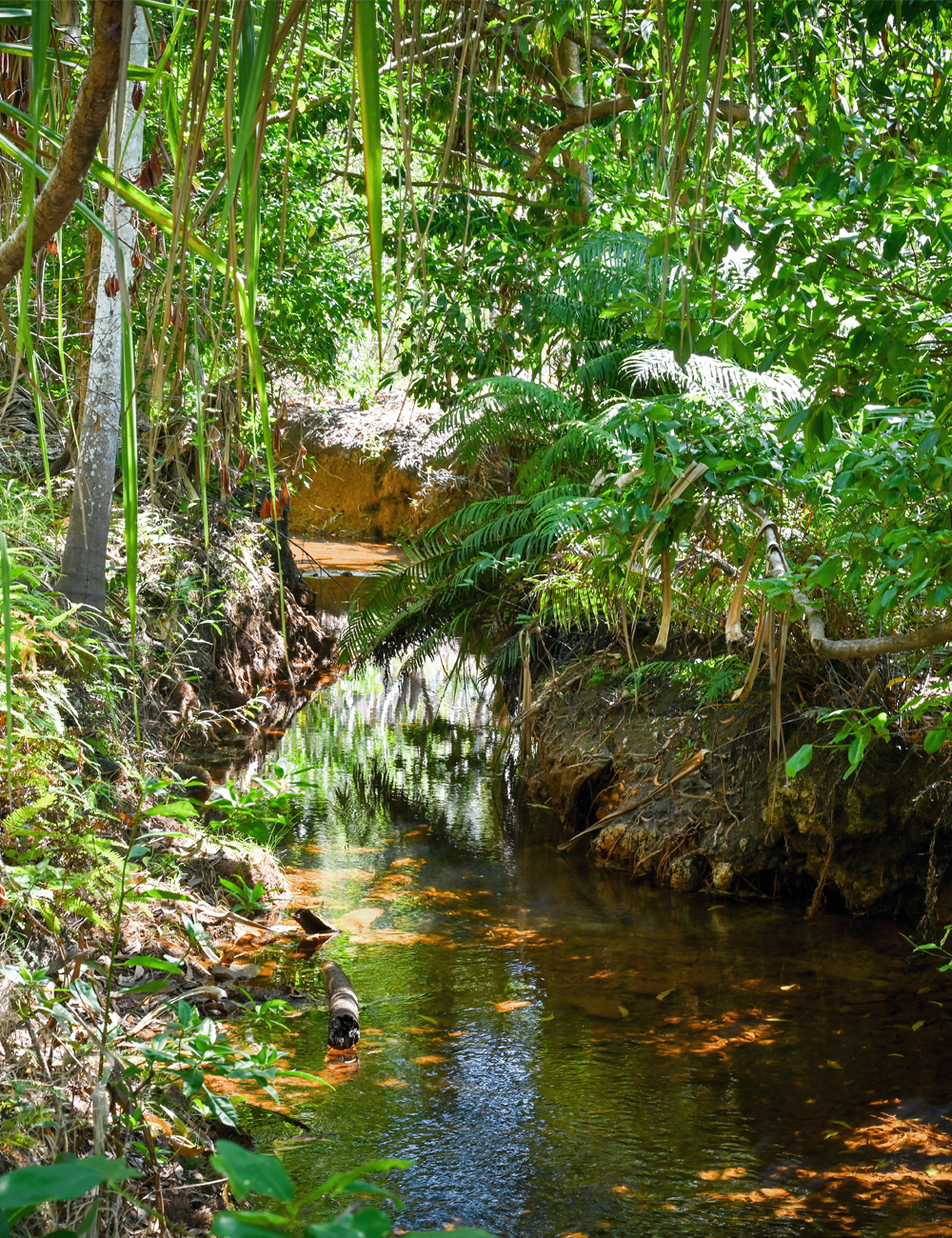 A creek within lush greenery. 
