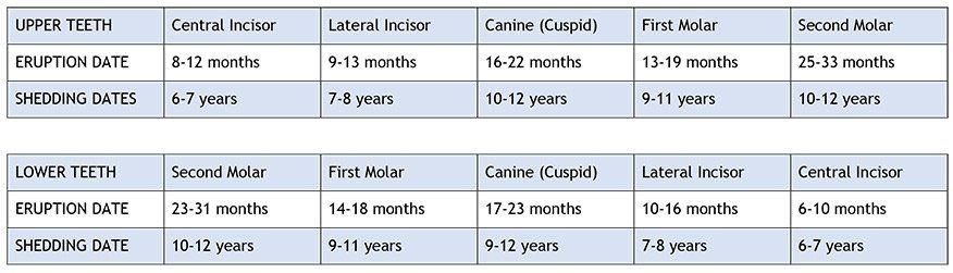 Children's Teeth — Children's Teeth Development Chart in Cleveland, OH