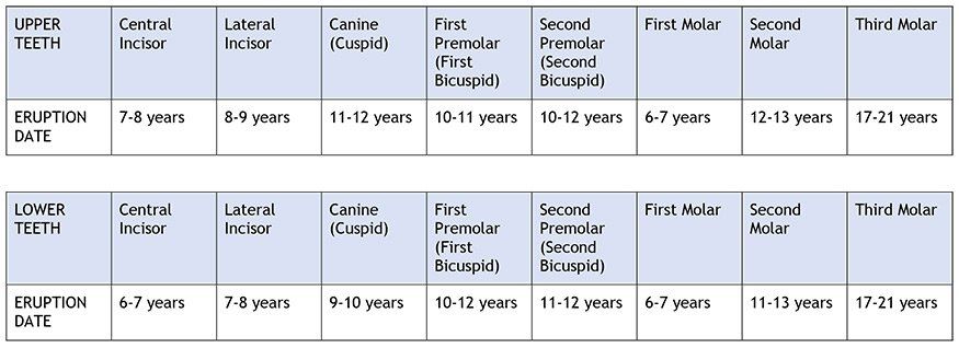 Teeth — Teeth Development Chart in Cleveland, OH