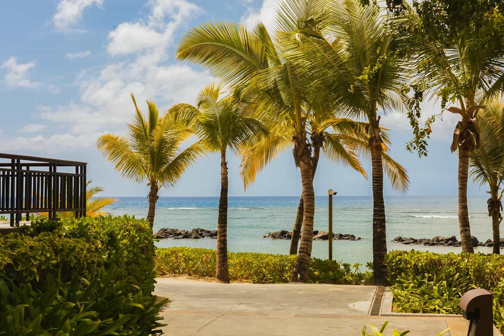 A row of palm trees on a beach with the ocean in the background