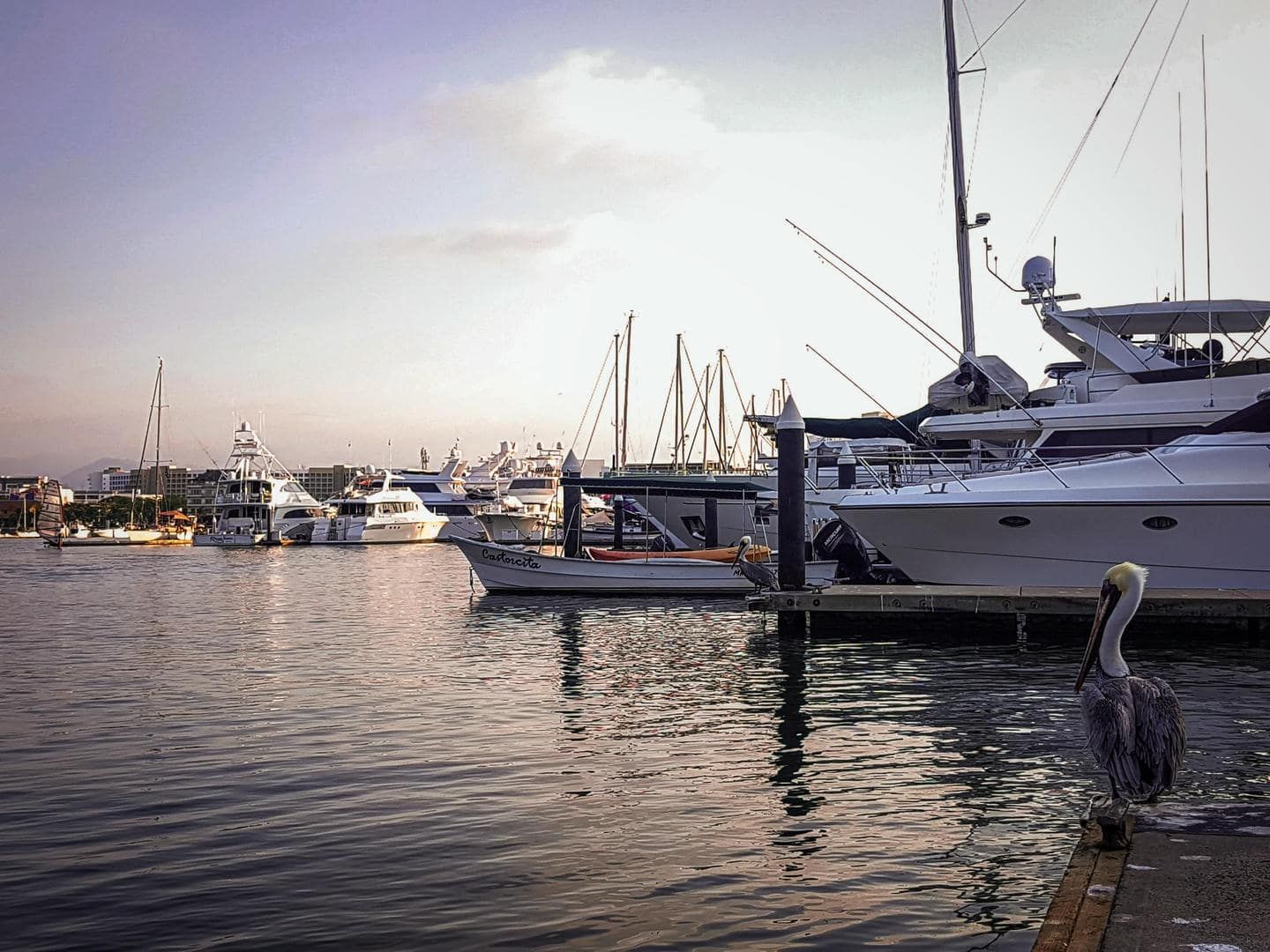 A pelican is standing on a dock next to a marina with boats docked.
