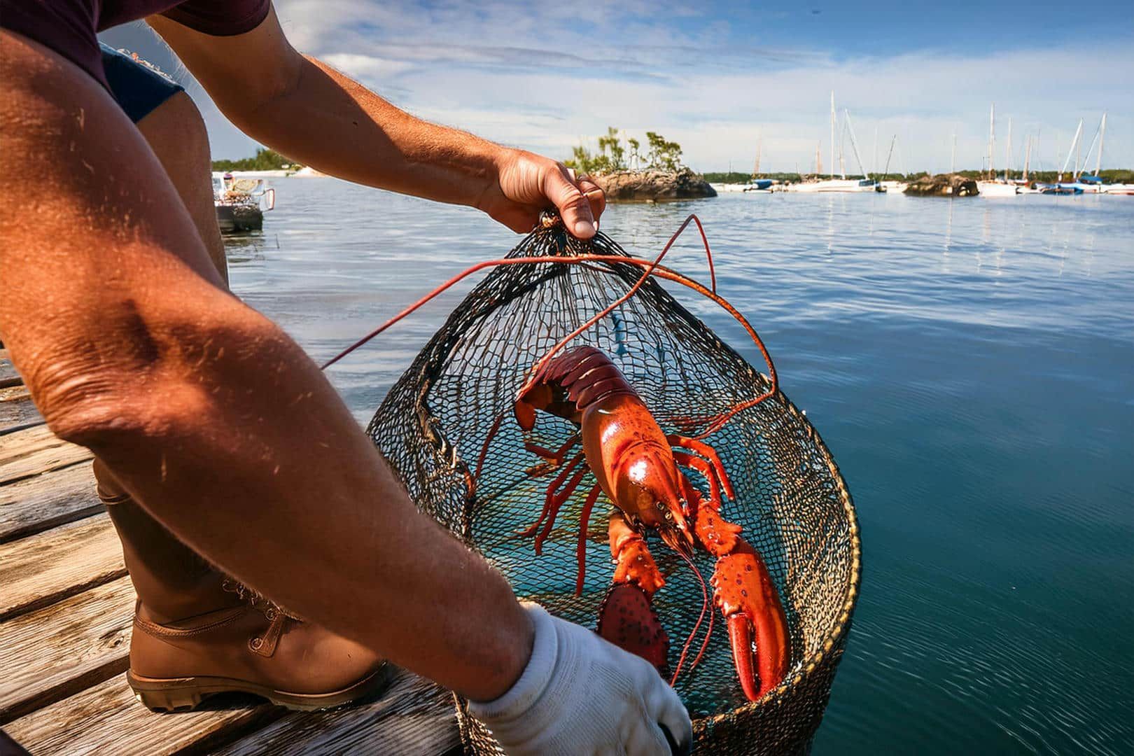 A man is holding a fishing net with a lobster in it.