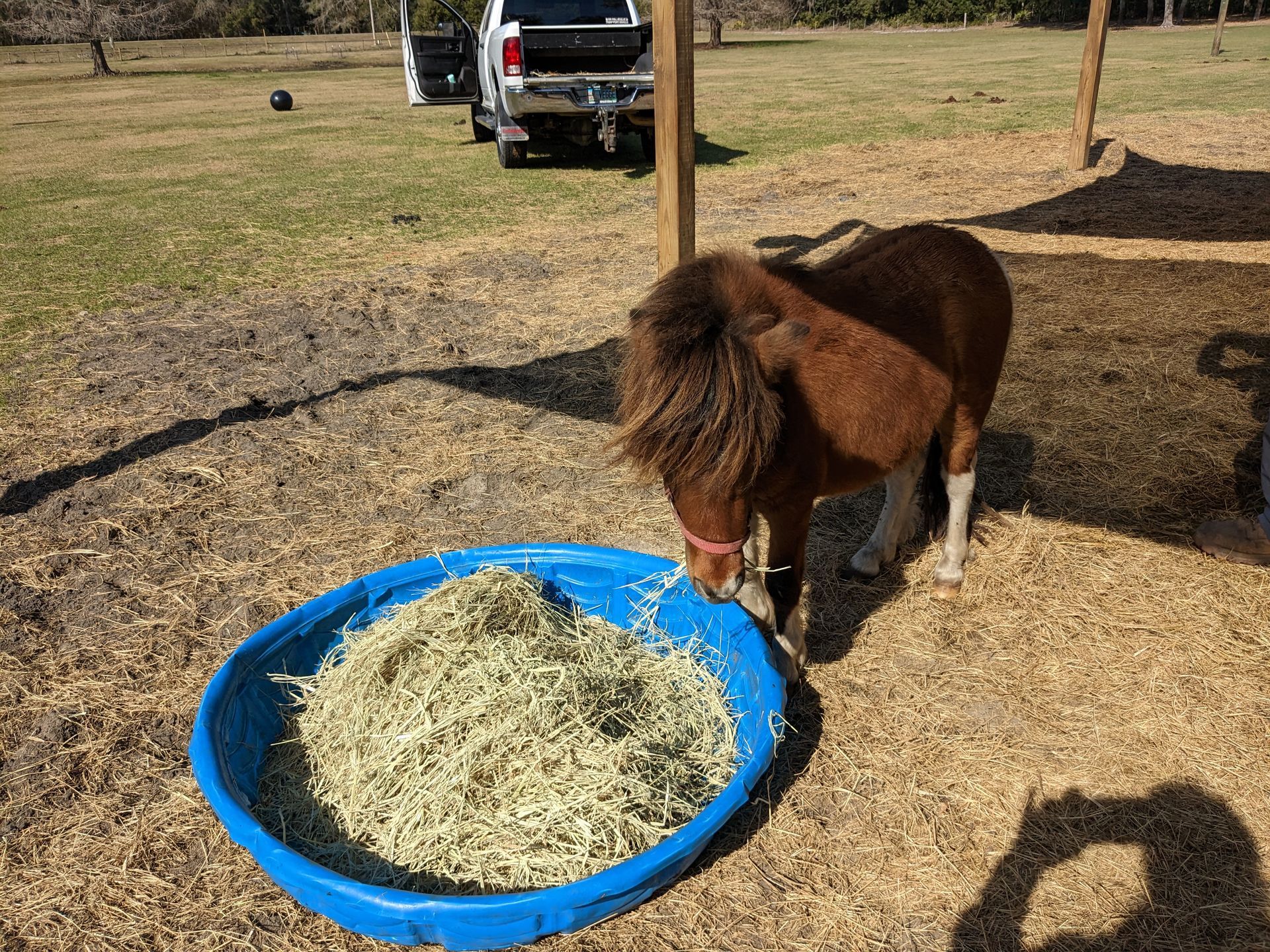 Appearance by Pony at Party