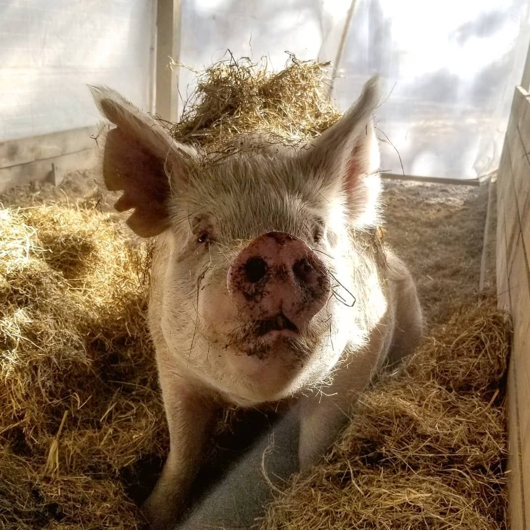 Pig in a pen of hay, looking towards the camera, pink nose, ears up, straw in its fur.