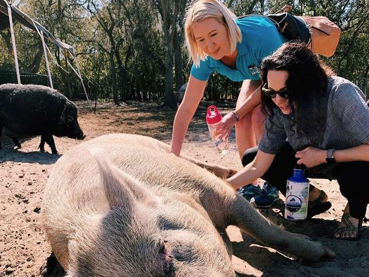 People Taking Care of a Pig