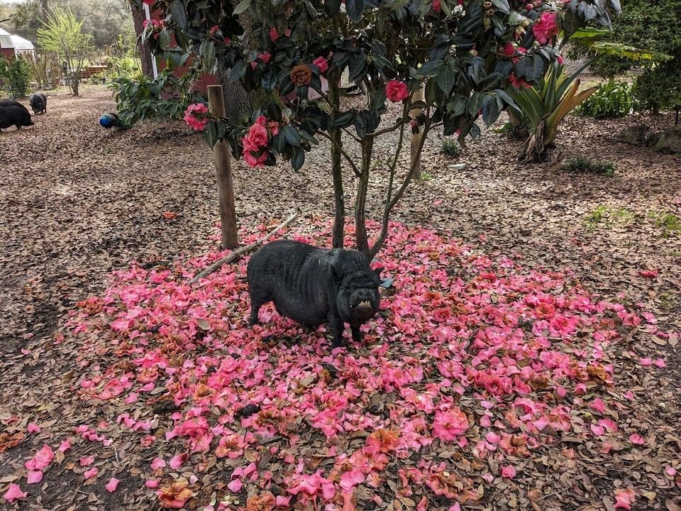 Black pig stands amid pink flower petals under a flowering tree in a garden setting.