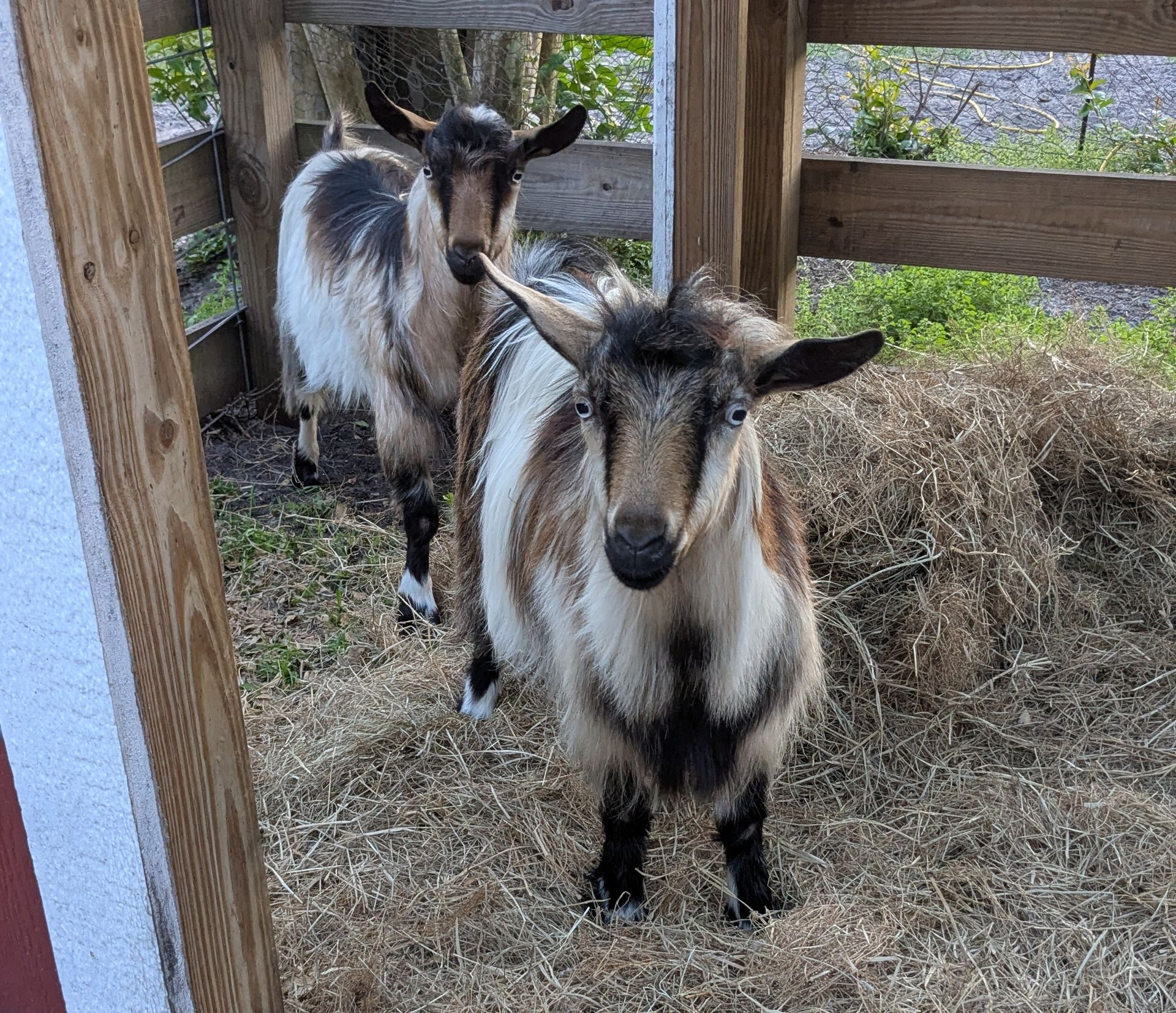 We're a pair of Goofy Goats!