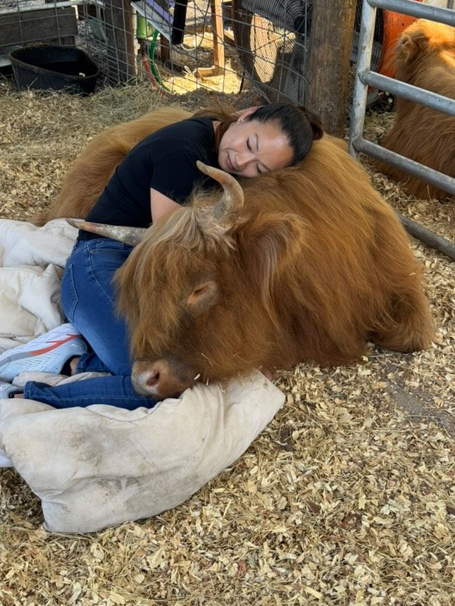 Highland Cow Cuddling 30min