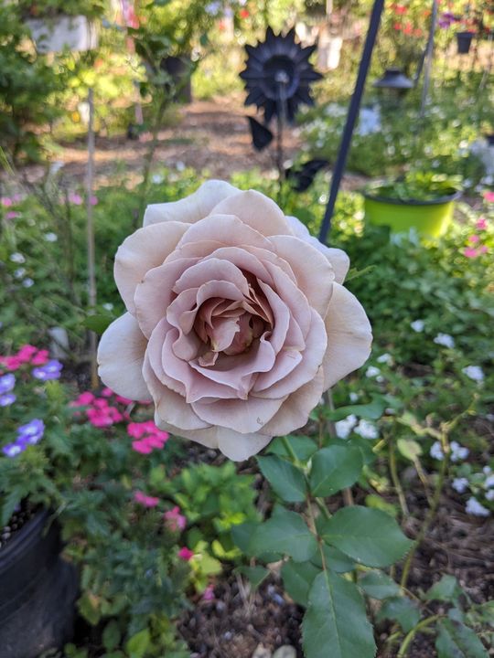 Close-up of a mauve-colored rose in full bloom, surrounded by greenery and other colorful flowers in a garden setting.