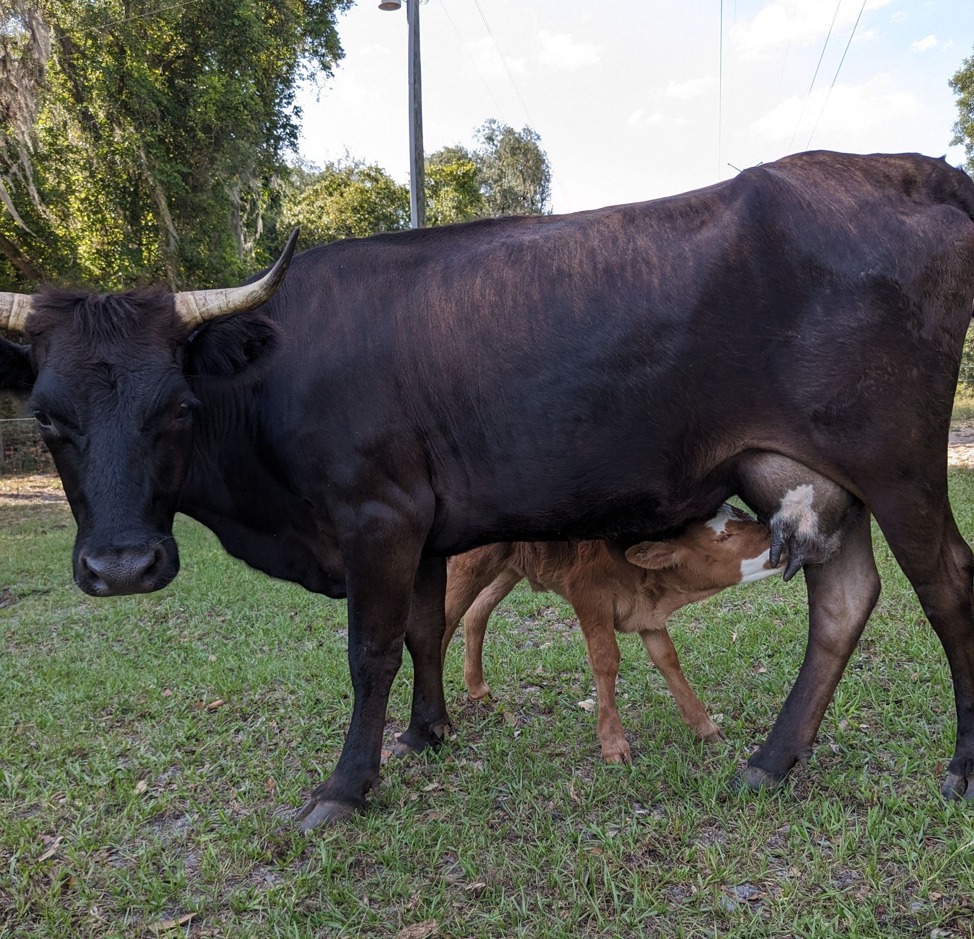 Latte Mini Cow