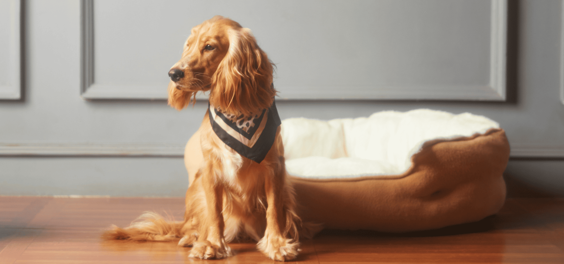 A dog in a living room with freshly painted walls and flooring