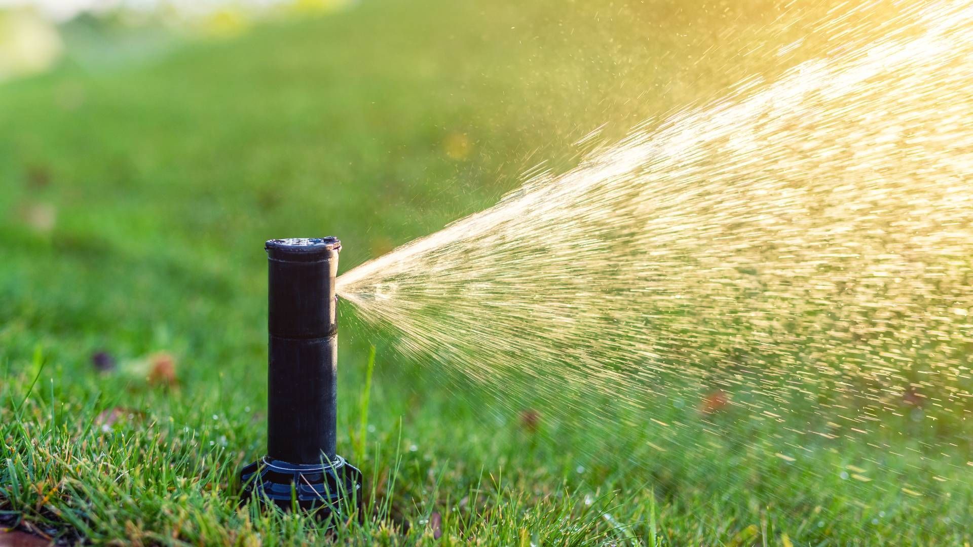 A sprinkler is spraying water on a lush green lawn.
