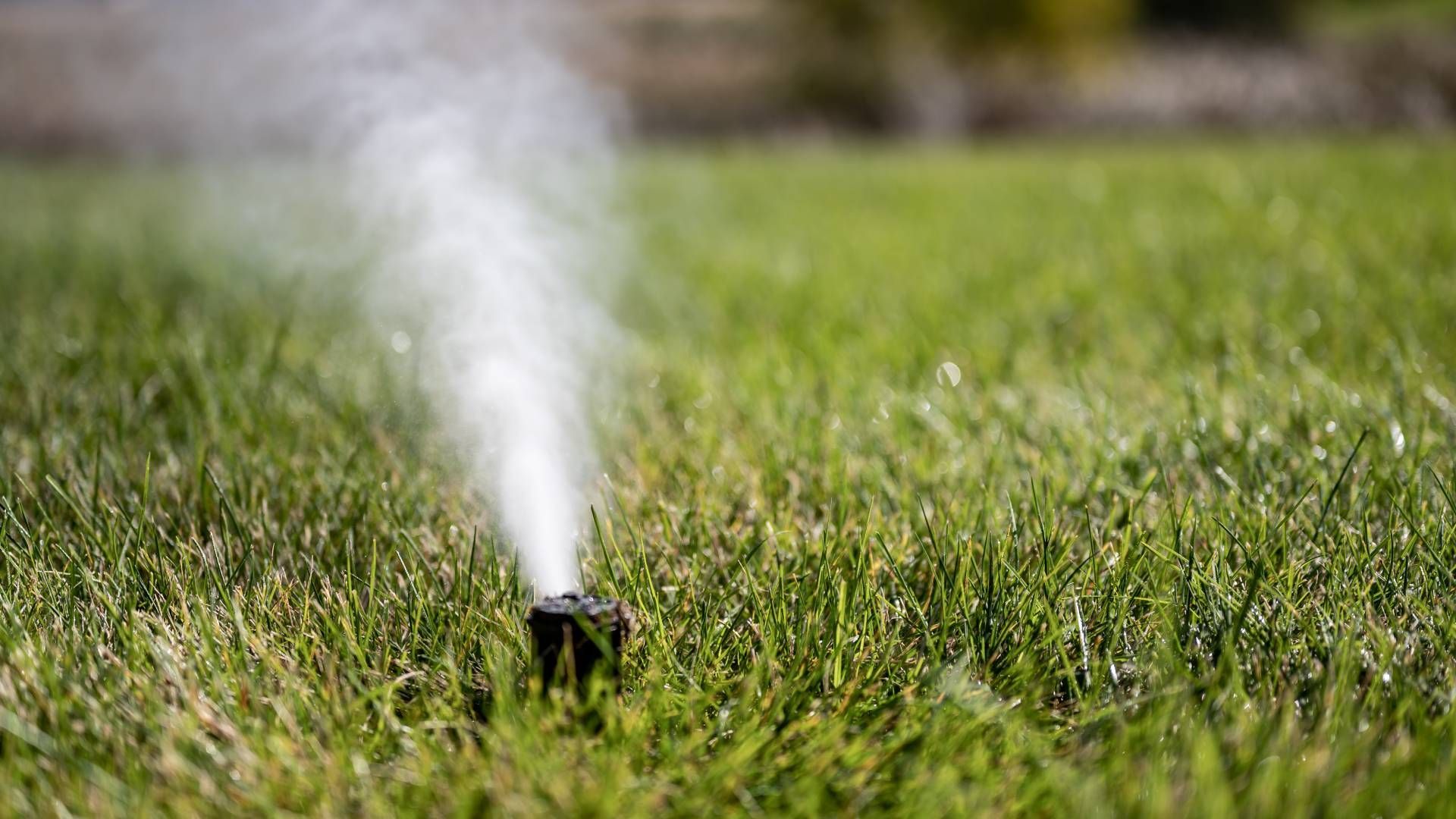 A sprinkler is spraying water on a lush green lawn.