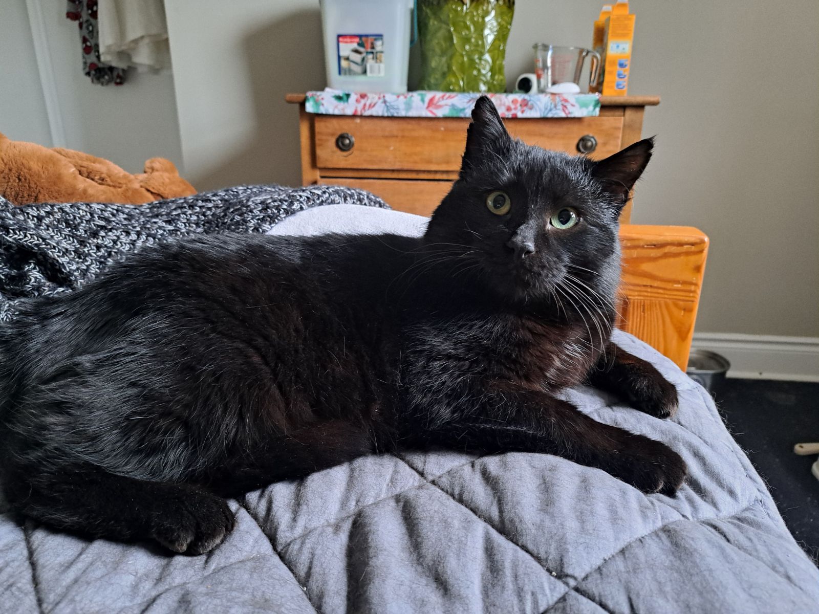 Arthur Animal Rescue | Adoptables