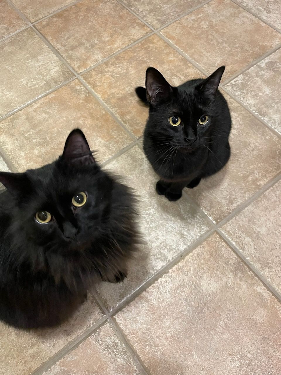 Arthur Animal Rescue | Adoptables