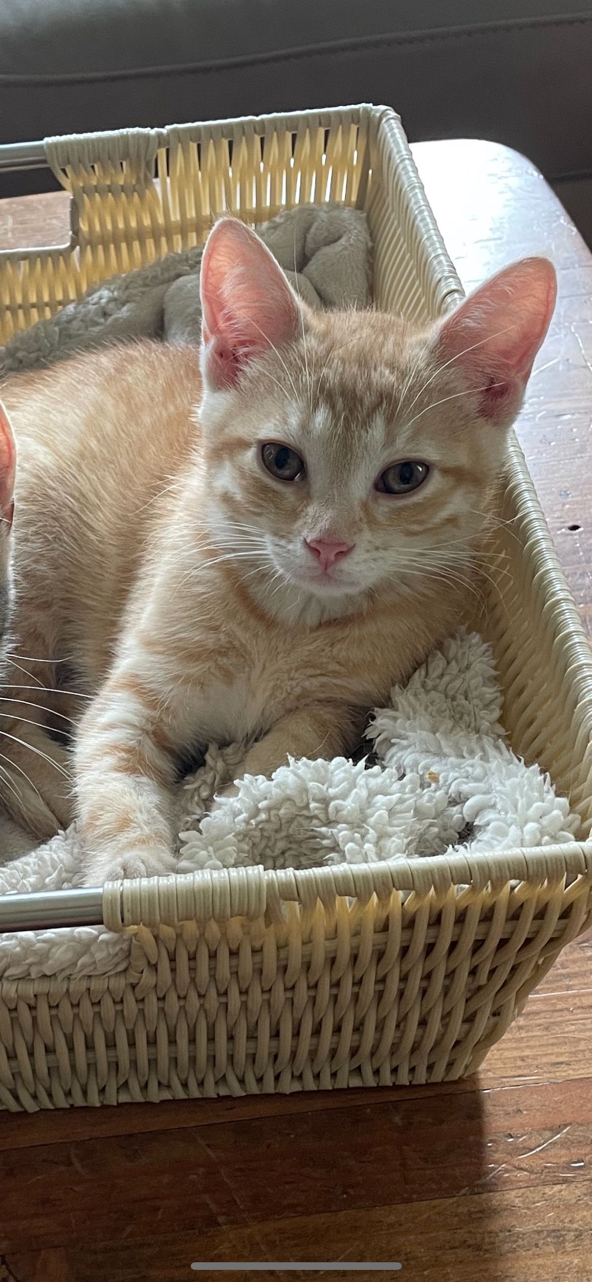 Arthur Animal Rescue | Adoptables