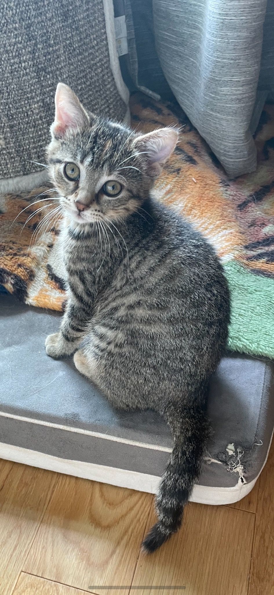 Arthur Animal Rescue | Adoptables
