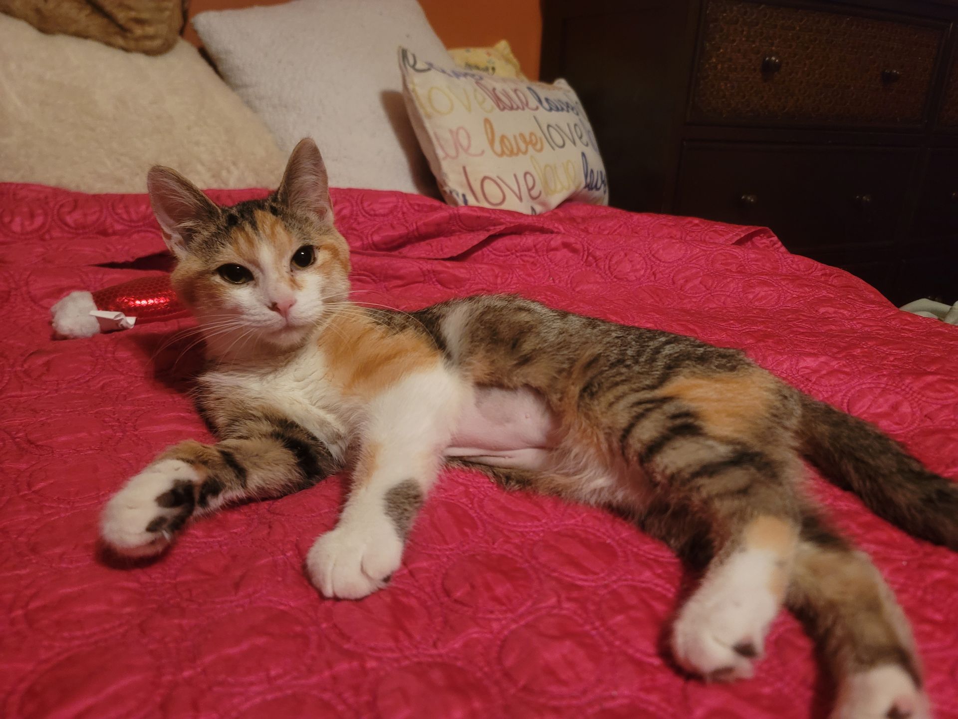 Arthur Animal Rescue | Adoptables