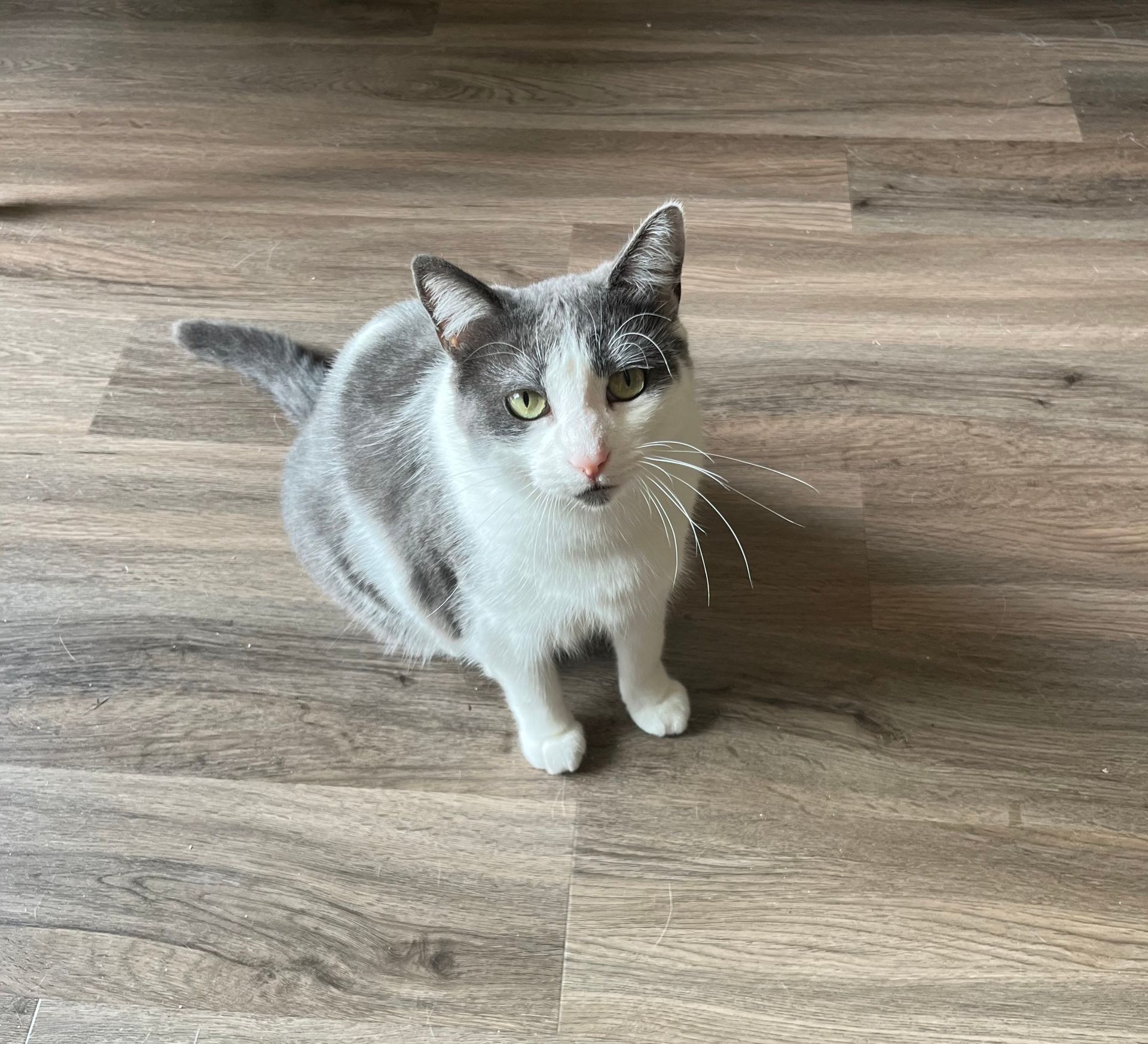 Arthur Animal Rescue | Adoptables