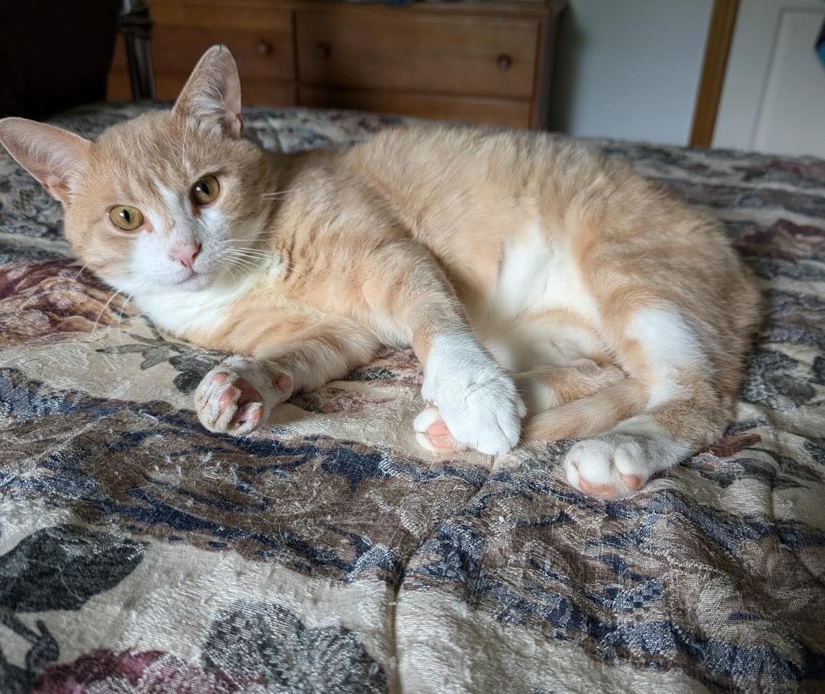 Arthur Animal Rescue | Adoptables