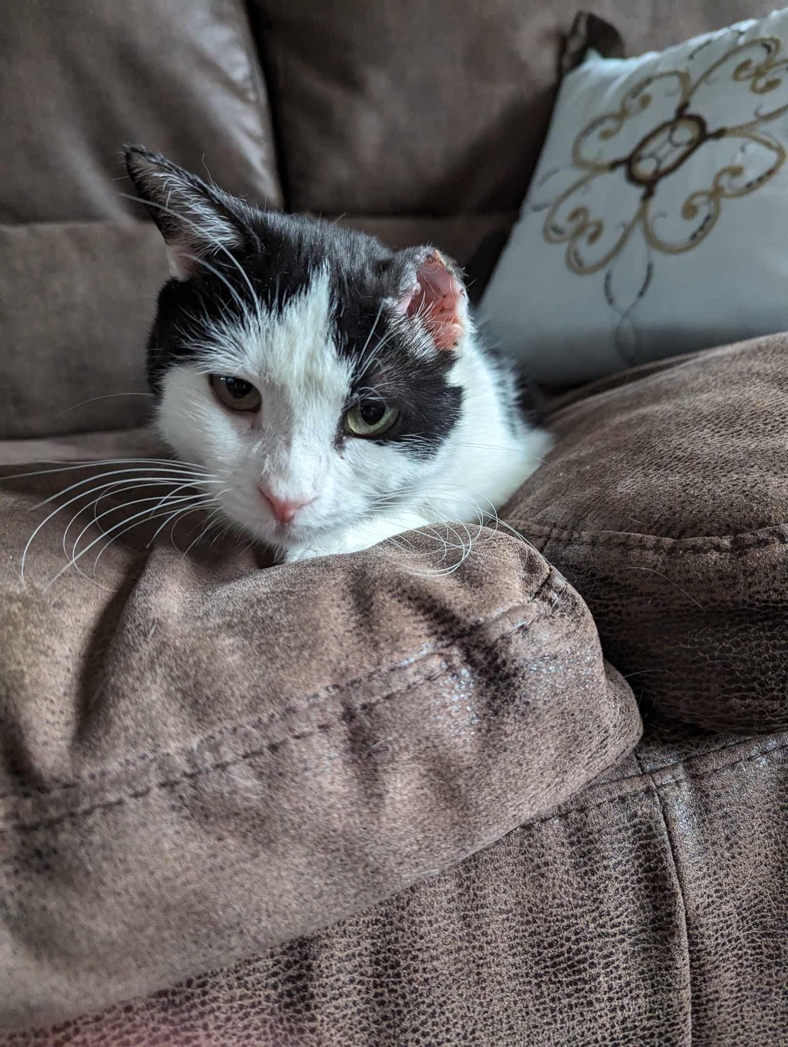 Arthur Animal Rescue | Adoptables