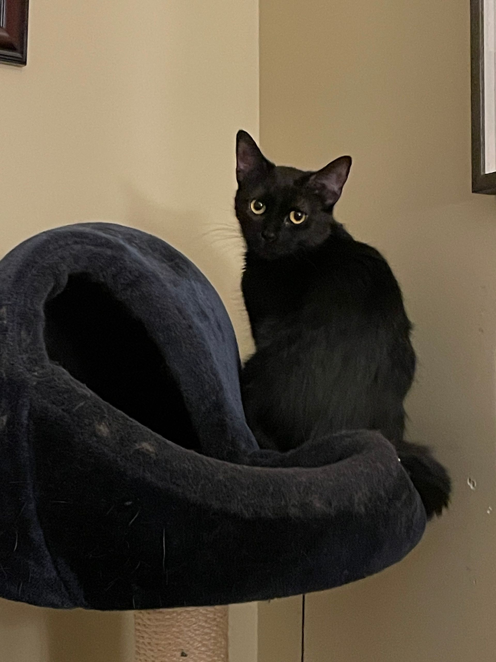Arthur Animal Rescue | Adoptables