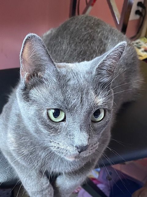 Arthur Animal Rescue | Adoptables
