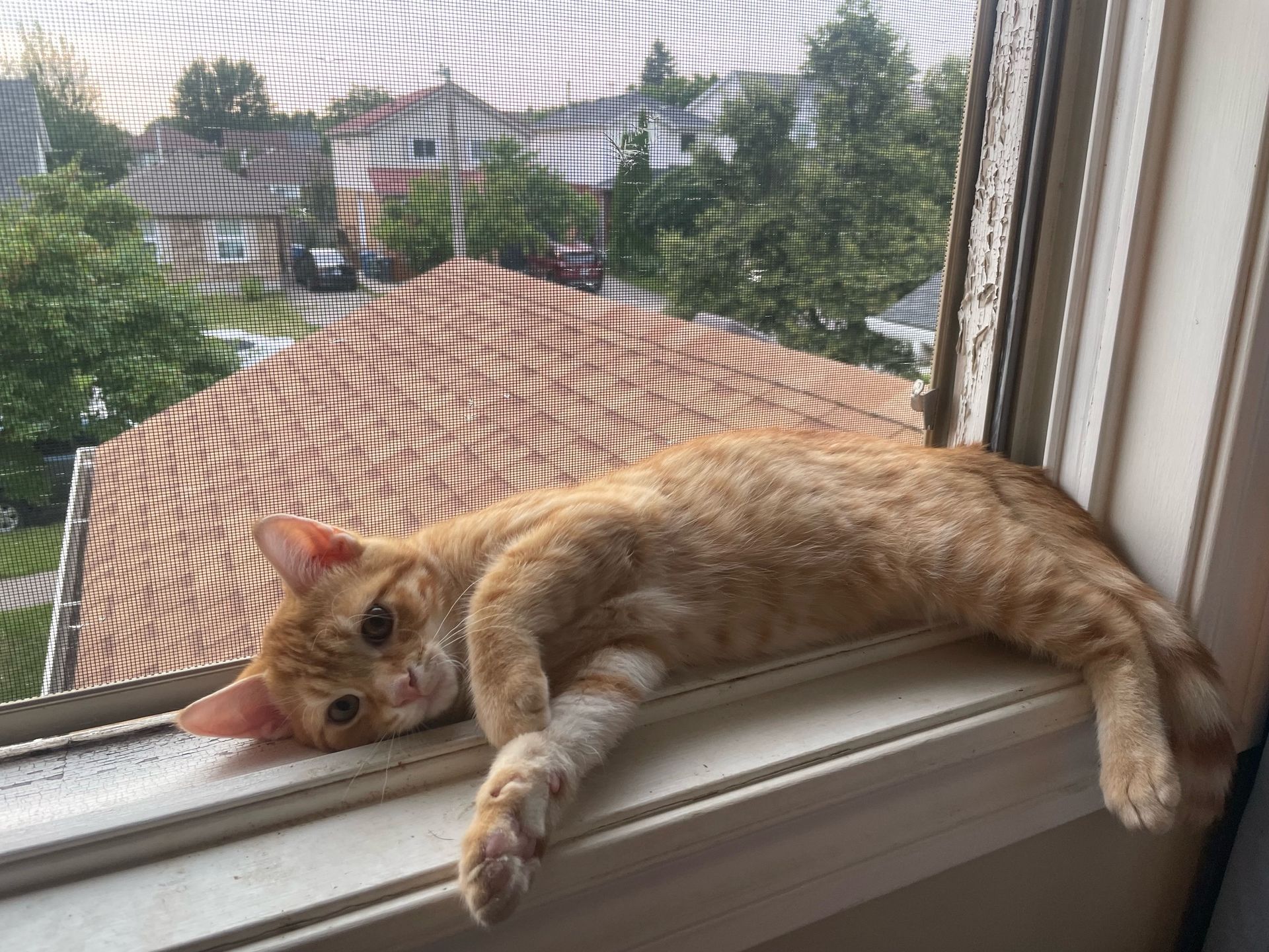 Arthur Animal Rescue | Adoptables