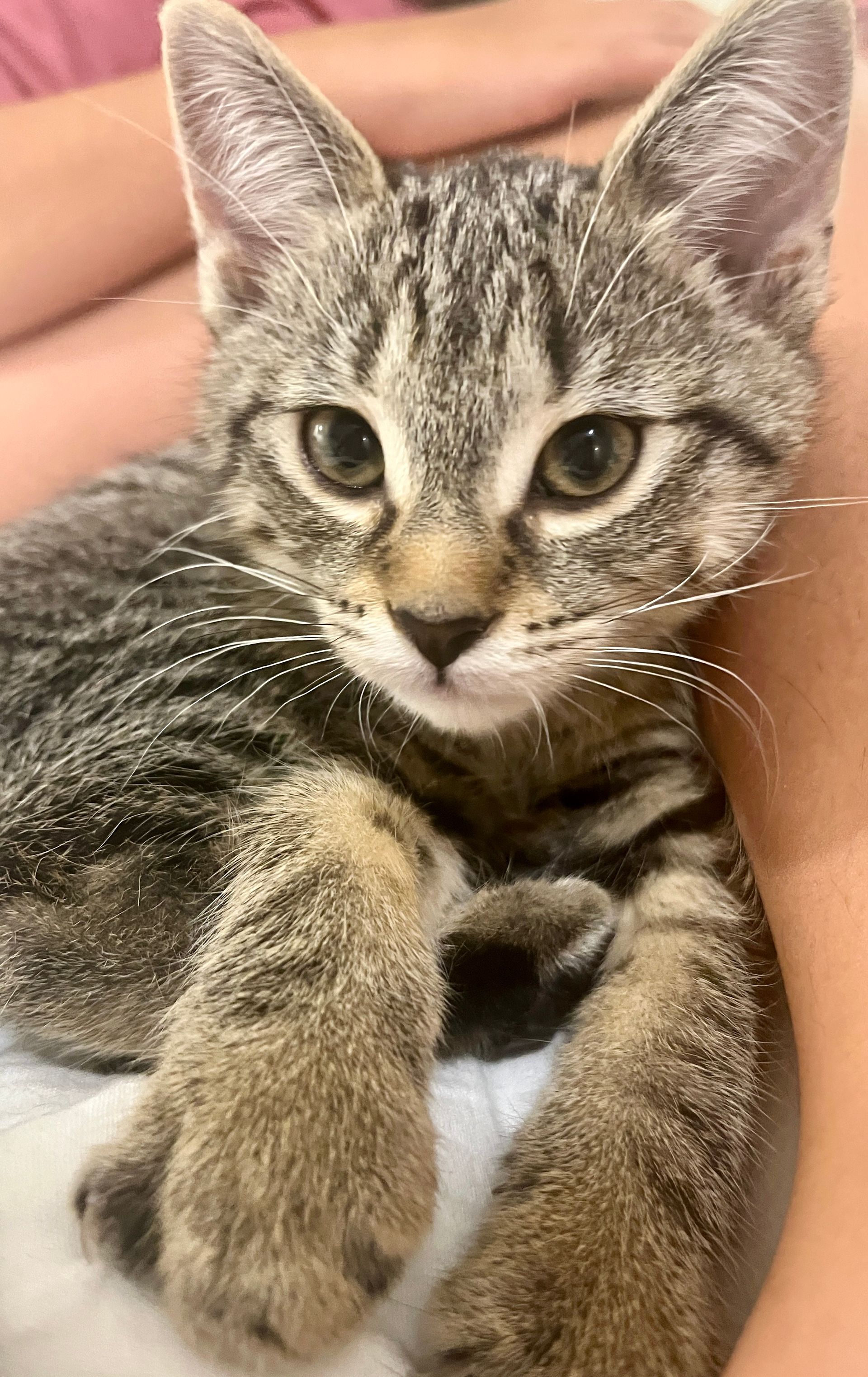 Arthur Animal Rescue | Adoptables