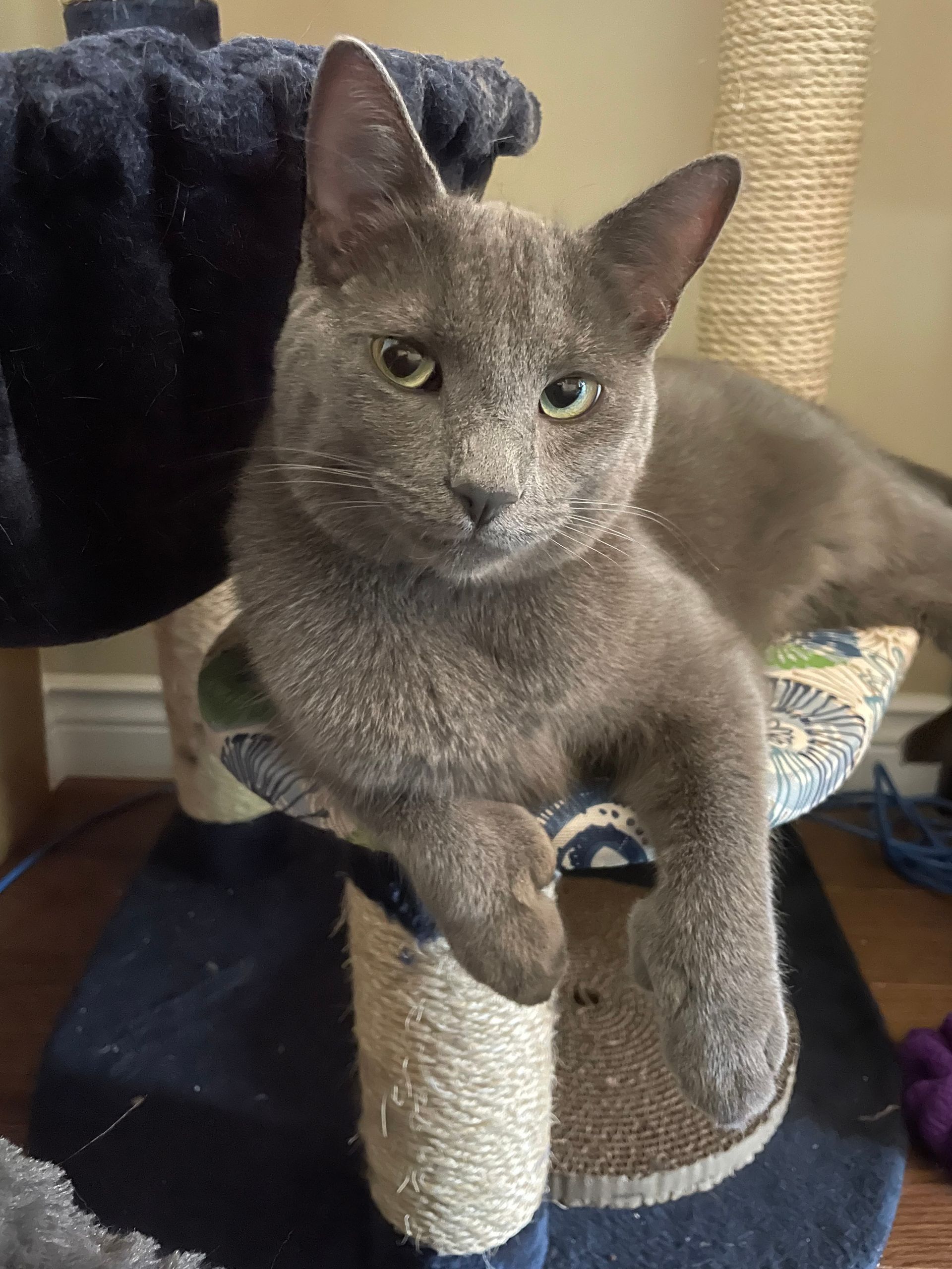 Arthur Animal Rescue | Adoptables