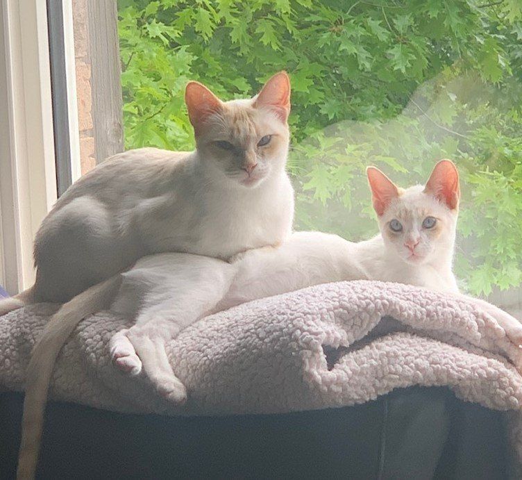 Arthur Animal Rescue | Adoptables