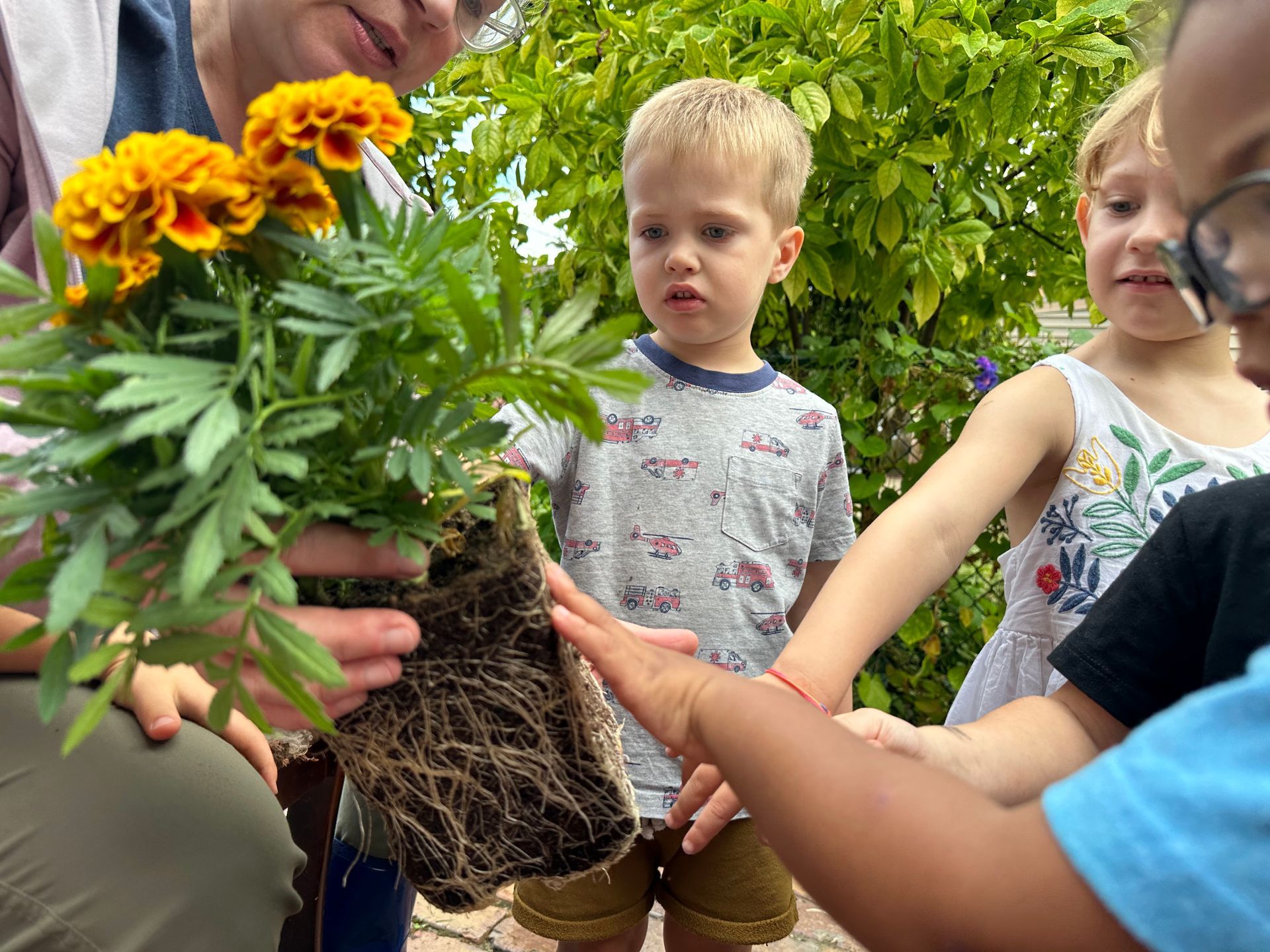 An adult stooping with a flowering plant that has just been removed from a pot and shows the plants root structure to a group of 4 small children.