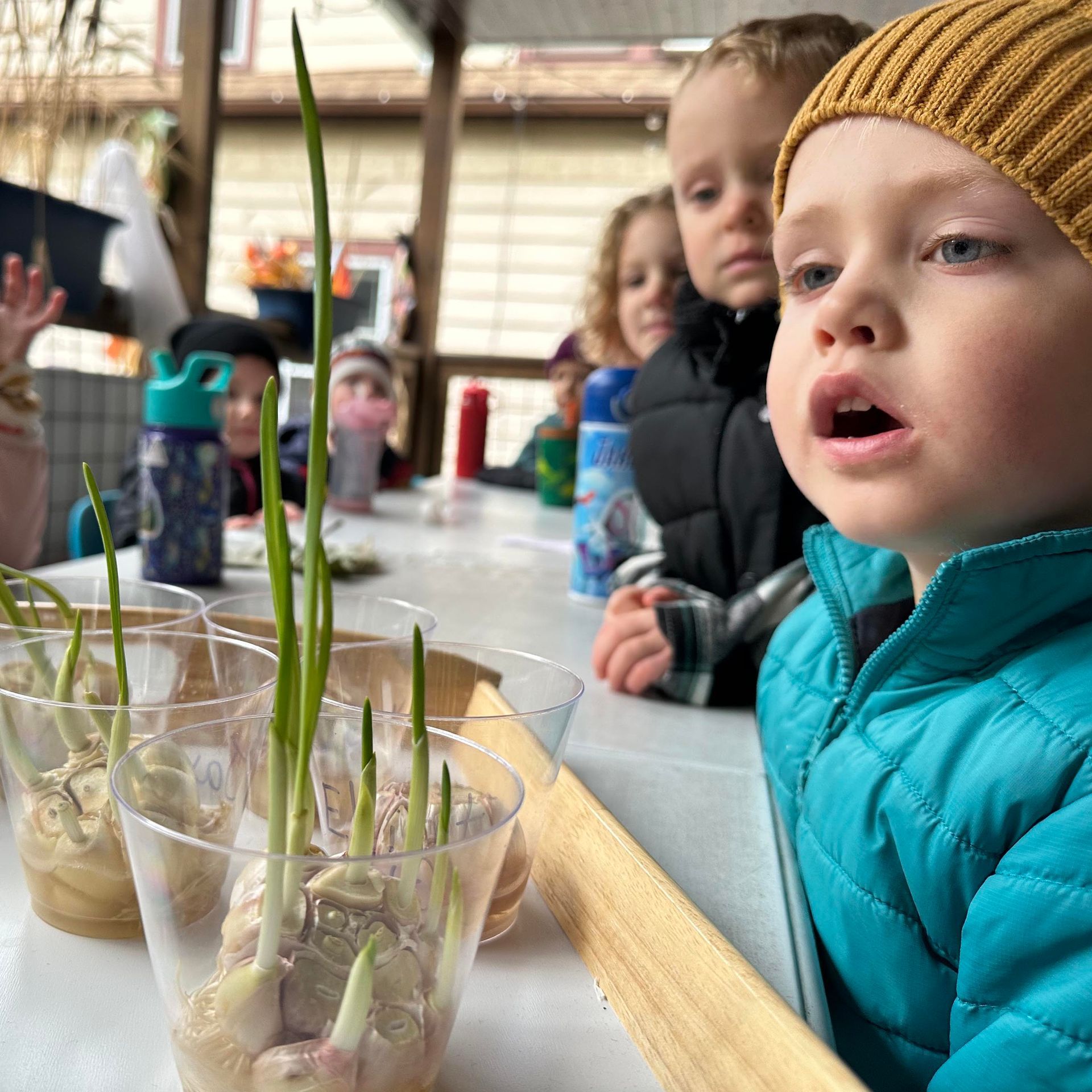 A group. of young children are examining the green shoots of a sprouting garlic bulb. They are on an outdoor porch and dressed in hats and jackets.