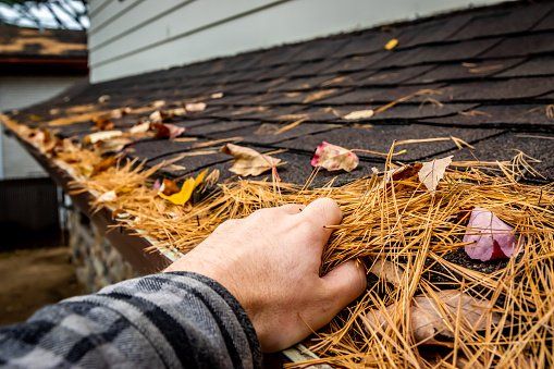A person is cleaning a gutter with pine needles and leaves.