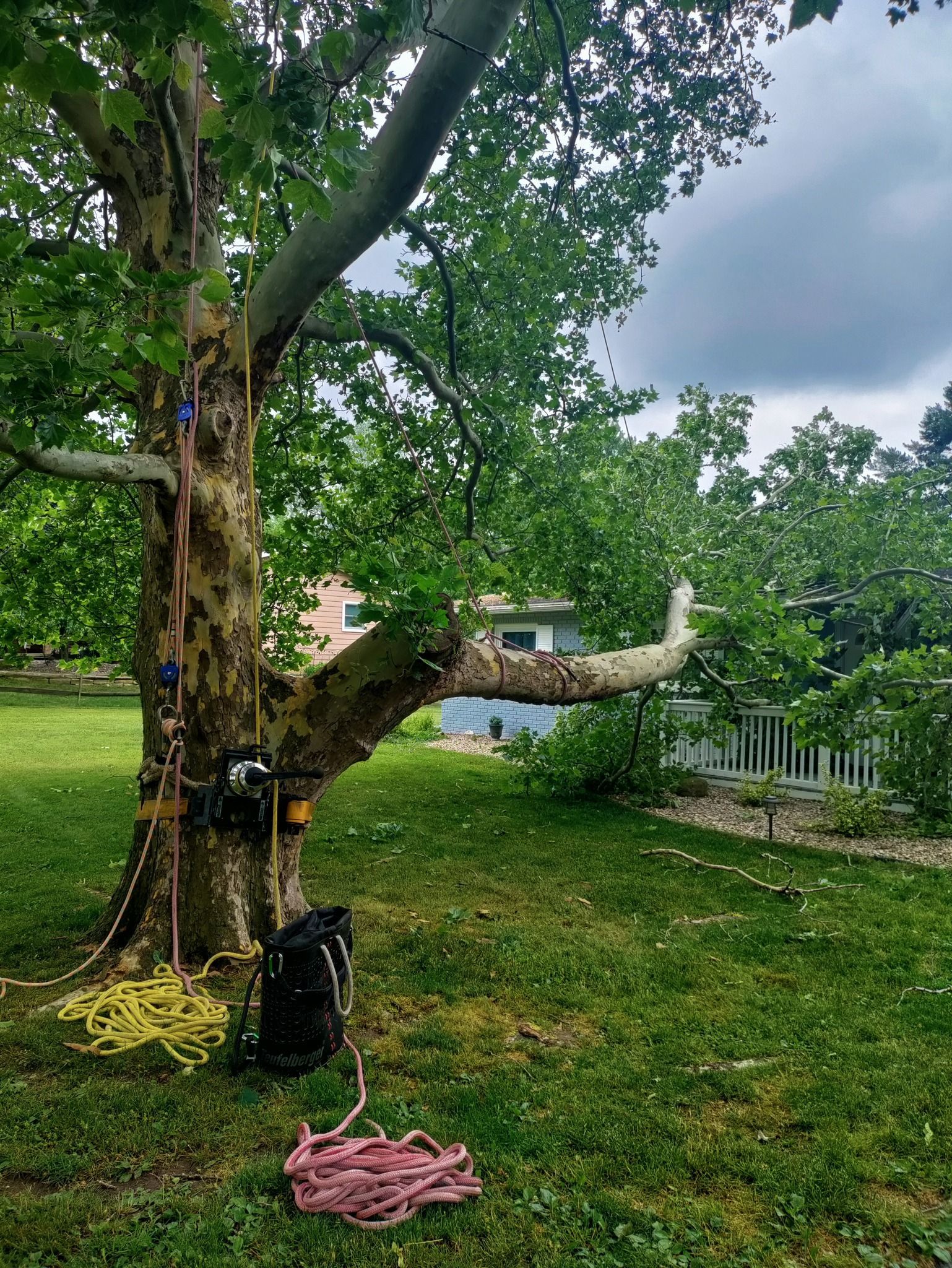 A large tree in a yard with ropes and equipment. Green grass, cloudy sky.