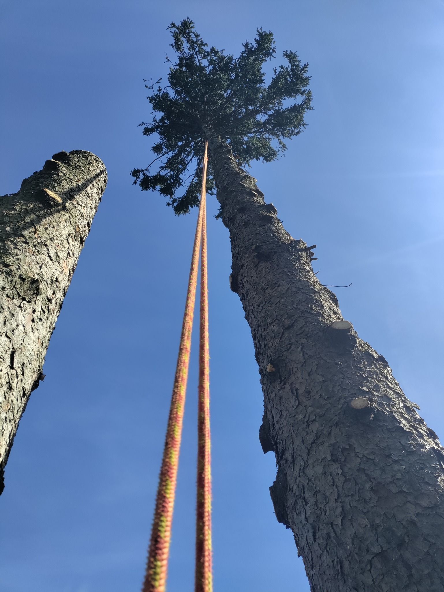 Two tall trees with a rope hanging between them against a blue sky.
