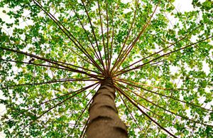Looking up at a tall tree trunk with green leaves reaching outward.