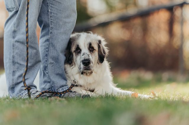 Service Dog Gives a Community of Veterans a Helping Paw