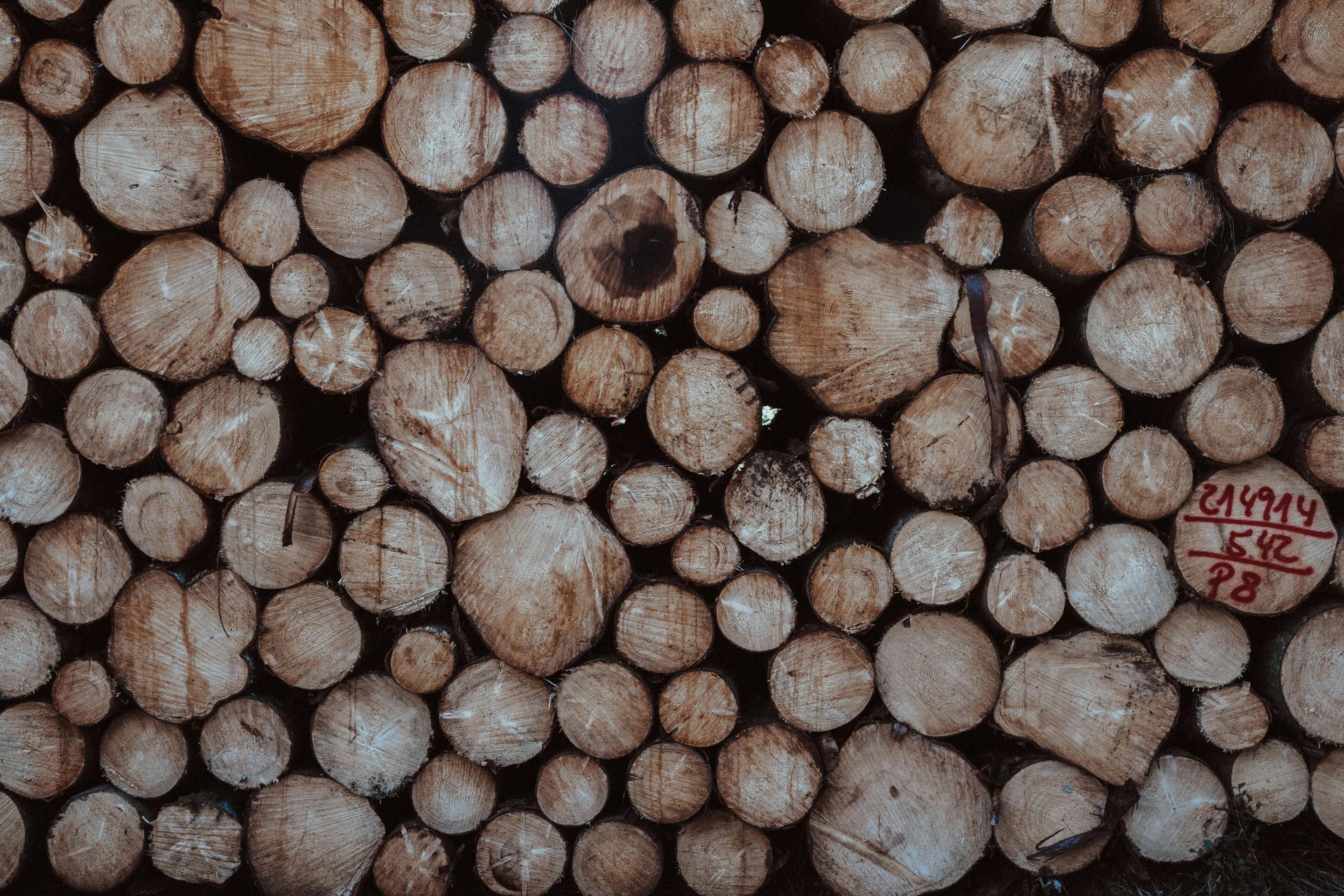 Cut tree logs stacked together, displaying a variety of circular cross-sections in shades of brown.