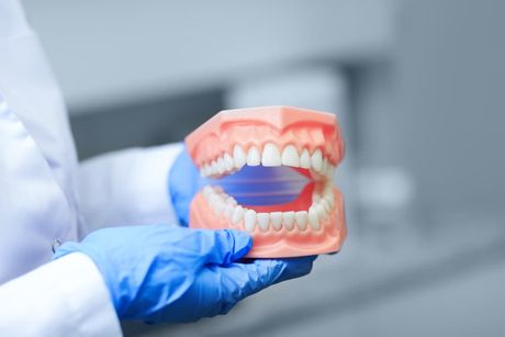 Doctor Holding Tooth Model — Dental Prosthetics in Labrador, QLD