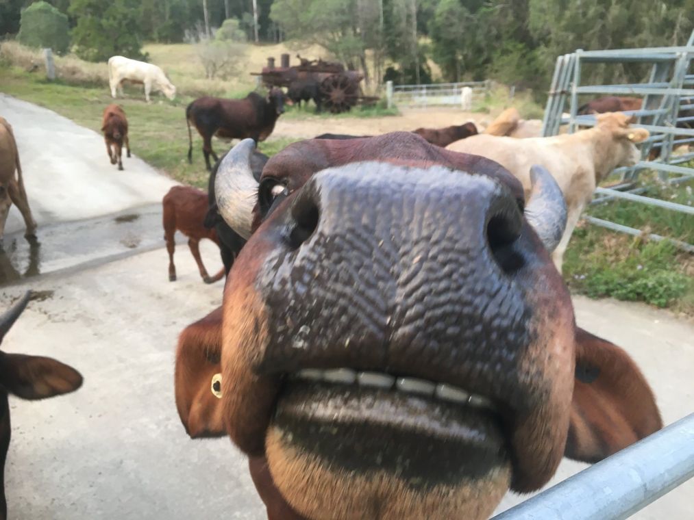 Grandma Sweet Smile — Dental Prosthetics in Labrador, QLD