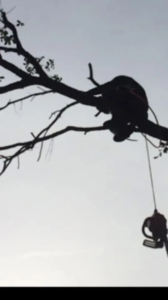Silhouette of a person high in a tree, cutting a branch with a chainsaw.