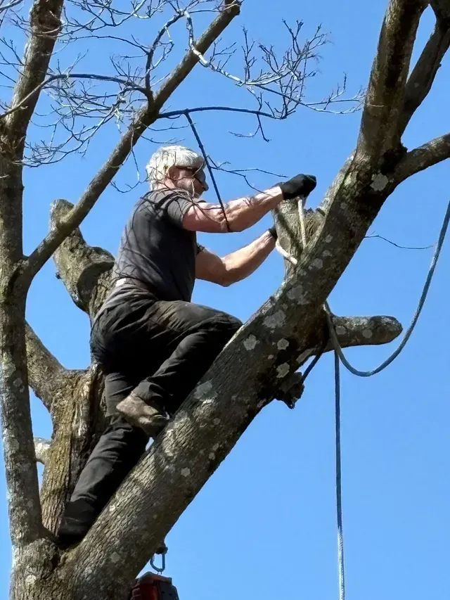 A person wearing gloves and a mask is climbing a tree, possibly trimming branches, under a blue sky.